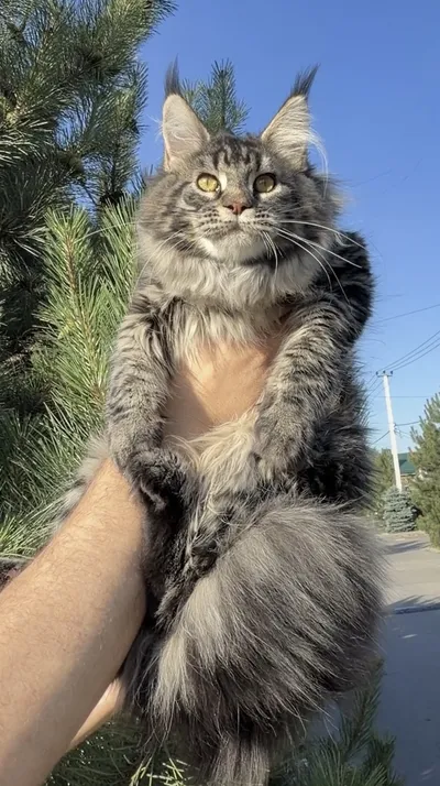 Maine Coon kitten