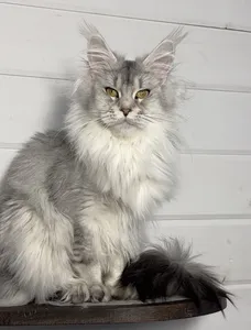 Котенок мейн-кун