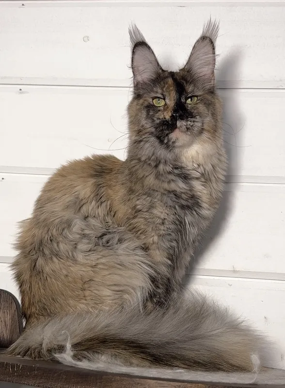 Maine Coon kitten Tortie smoke MCO fs  Girl
