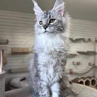 Котенок мейн-кун