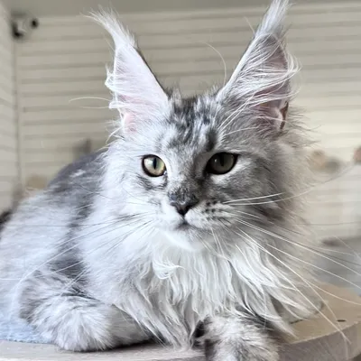 Котенок мейн-кун