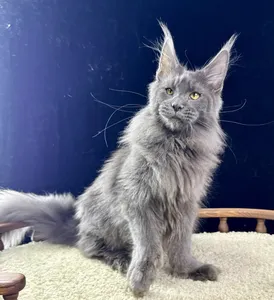 Котенок мейн-кун