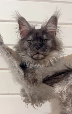 Maine Coon kitten