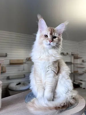 Котенок мейн-кун