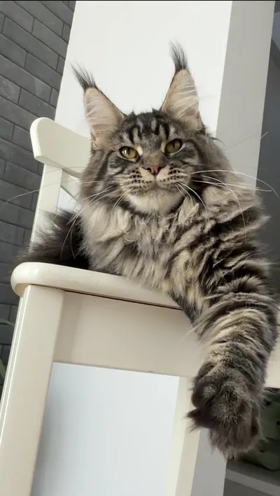 Котенок мейн-кун
