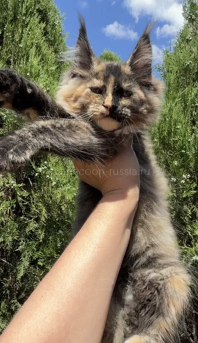 Maine Coon kitten
