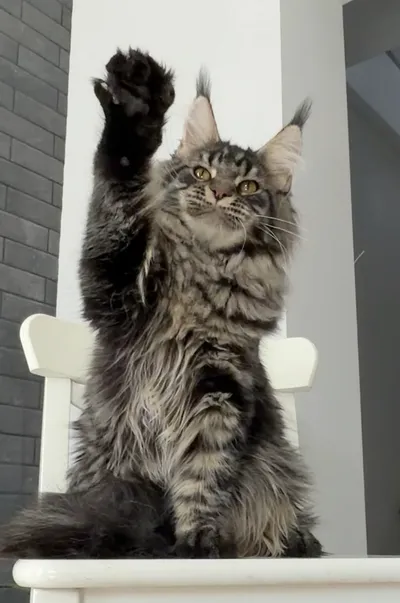 Котенок мейн-кун