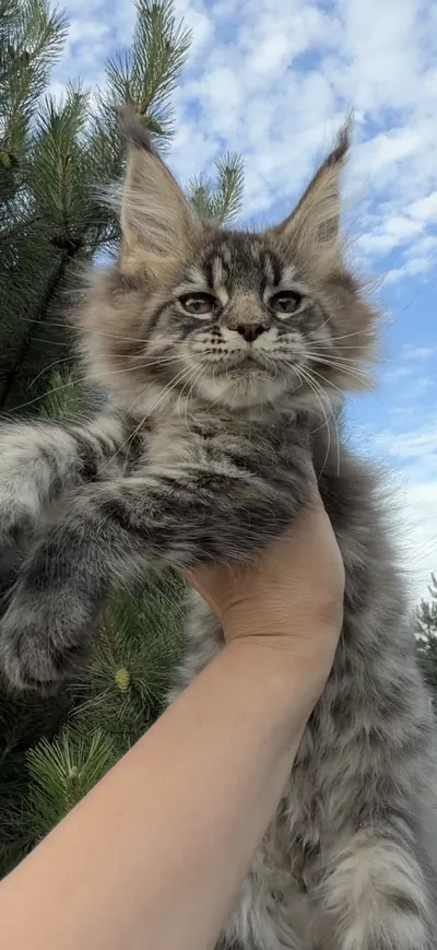 Котенок мейн-кун