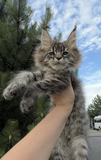 Котенок мейн-кун