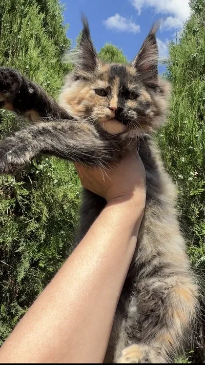 Котенок мейн-кун