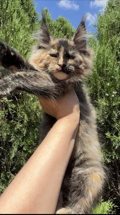 Котенок мейн-кун