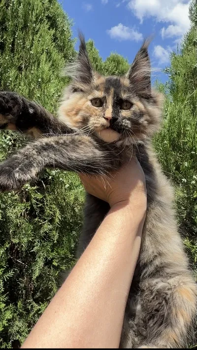 Котенок мейн-кун