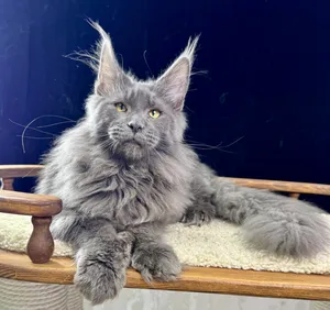 Котенок мейн-кун