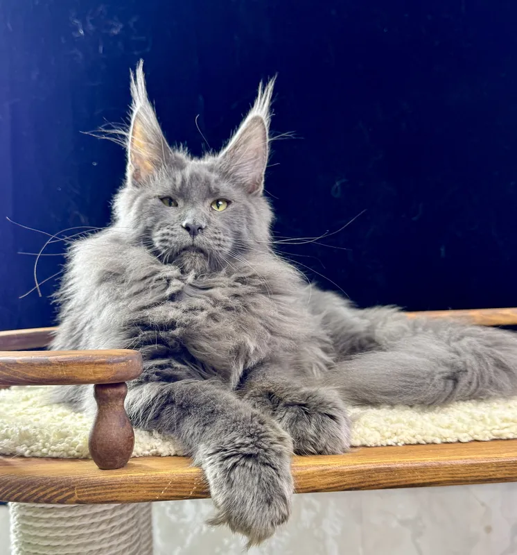 Котенок мейн-кун Голубой дым MCO as  Мальчик