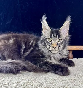 Котенок мейн-кун