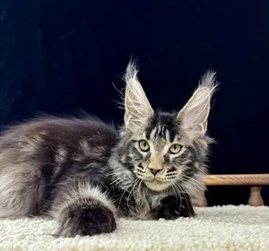 Котенок мейн-кун