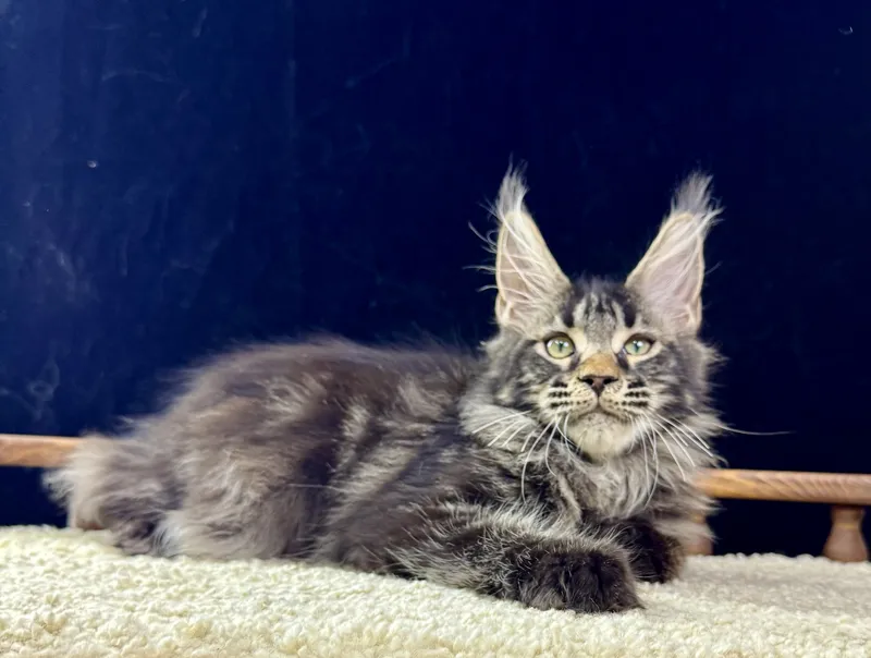 Котенок мейн-кун Черный с  тикингом MCO n 25 Мальчик