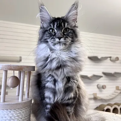 Котенок мейн-кун