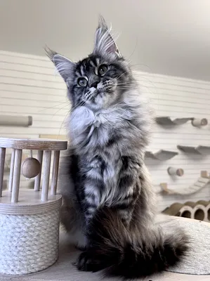 Котенок мейн-кун