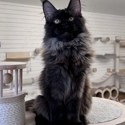 Котенок мейн-кун