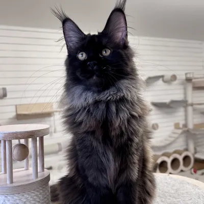 Котенок мейн-кун