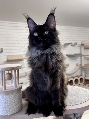 Котенок мейн-кун