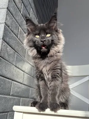 Polydactyl Maine Coon: the cat with big mitten paws
