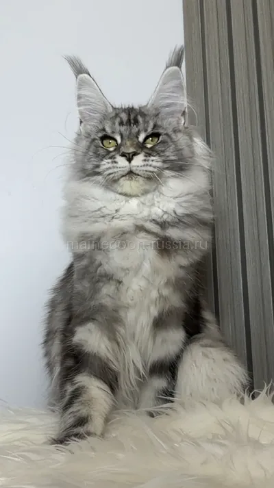 Maine Coon kitten