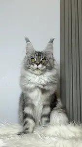 Tutsy