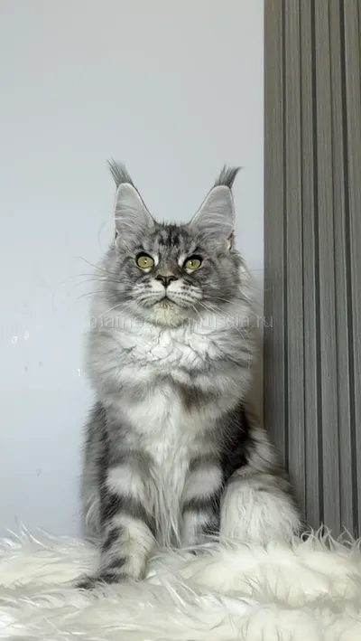 Maine Coon kitten