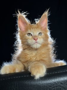 Орел