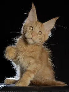 Котенок мейн-кун