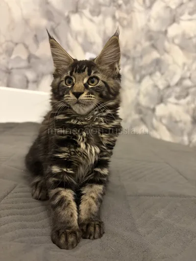 Bacardi — Maine Coon kitten, Tortie smoke MCO fs