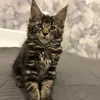 Bacardi - photo 1