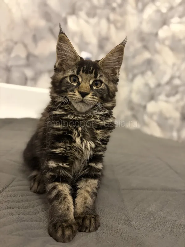 Maine Coon kitten Tortie smoke MCO fs Girl
