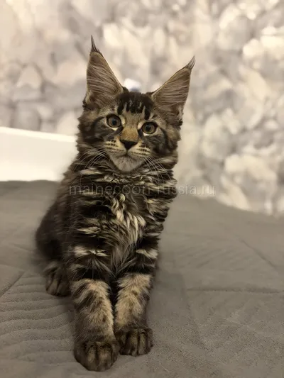Bacardi — Maine Coon kitten, Tortie smoke MCO fs