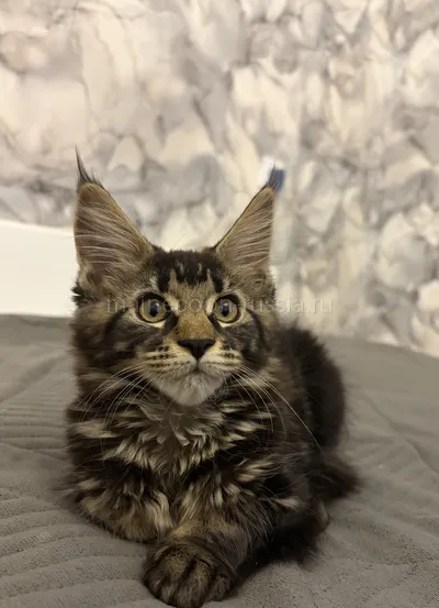 Bacardi — Maine Coon kitten, Tortie smoke MCO fs