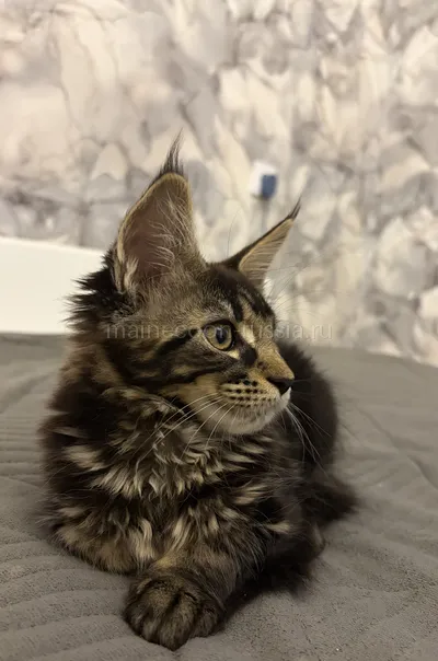 Bacardi — Maine Coon kitten, Tortie smoke MCO fs