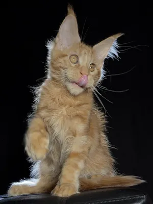 Maine Coon kitten