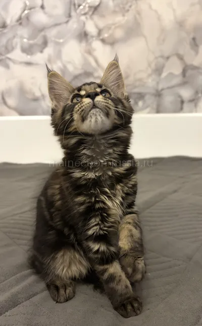 Bacardi — Maine Coon kitten, Tortie smoke MCO fs