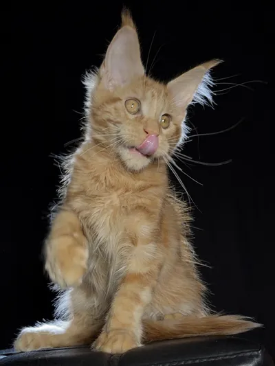 Котенок мейн-кун