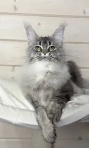 Котенок мейн-кун