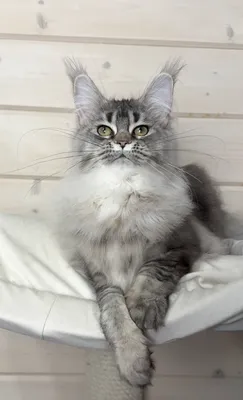 Котенок мейн-кун