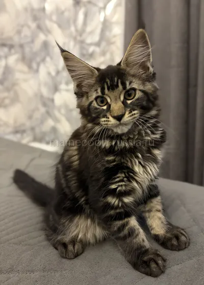 Bacardi — Maine Coon kitten, Tortie smoke MCO fs