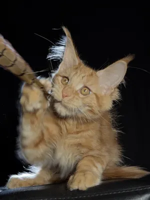 Maine Coon kitten