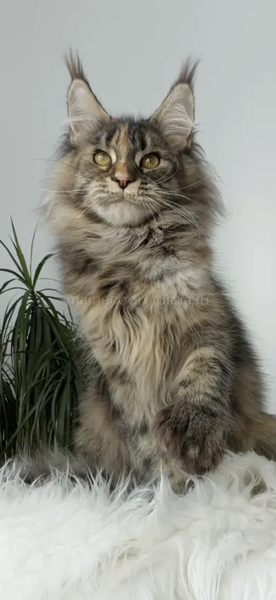 Rafaela — Maine Coon kitten, Tortie Mac Tabby MCO f 23