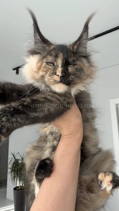 Котенок мейн-кун
