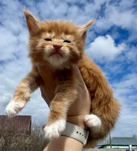 Maine Coon kitten