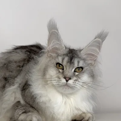 Котенок мейн-кун