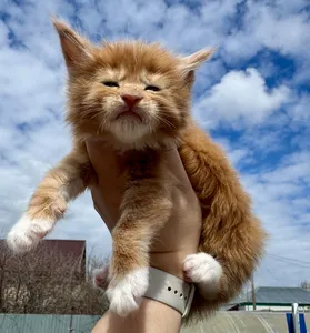 Maine Coon kitten